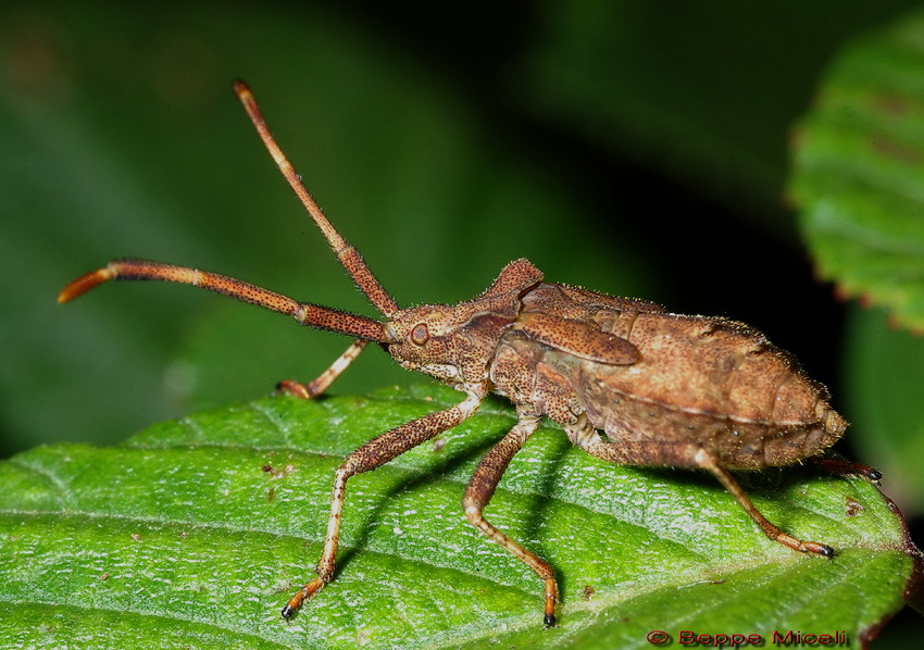 neanide di Coreus marginatus